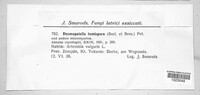 Desmopatella tomispora image